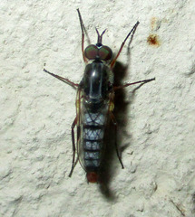 Schoutedenomyia antennata