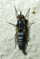 Schoutedenomyia antennata