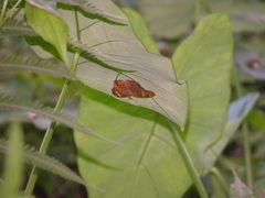 Celaenorrhinini