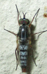 Schoutedenomyia antennata
