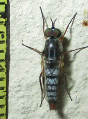 Schoutedenomyia antennata