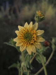 Simsia foetida