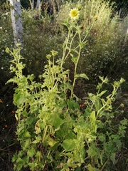 Simsia foetida