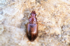 Bradycellus verbasci