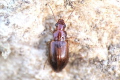 Bradycellus verbasci