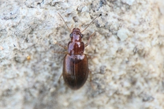 Bradycellus verbasci