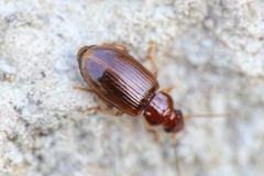 Bradycellus verbasci
