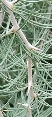 Asparagus pastorianus