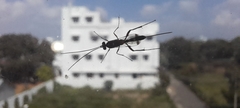 Ichneumonidae