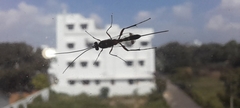 Ichneumonidae