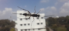 Ichneumonidae