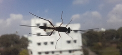 Ichneumonidae