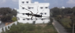 Ichneumonidae