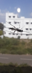Ichneumonidae