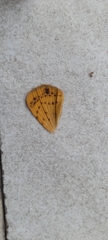 Lepidoptera