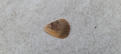 Lepidoptera