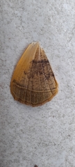Lepidoptera