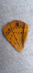 Lepidoptera