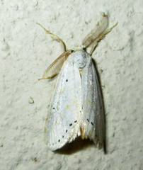 Lacipa gracilis