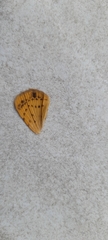 Lepidoptera