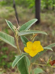 Melhania oblongifolia