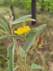Melhania oblongifolia