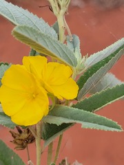 Melhania oblongifolia