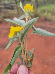 Melhania oblongifolia