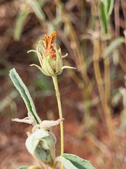 Melhania oblongifolia