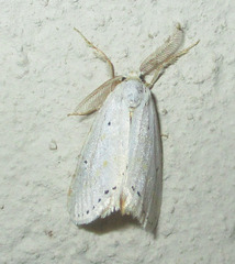 Lacipa gracilis