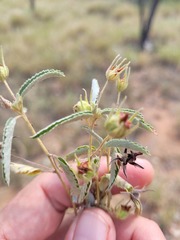 Melhania oblongifolia