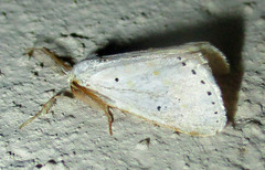 Lacipa gracilis