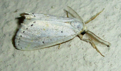 Lacipa gracilis