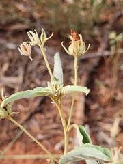 Melhania oblongifolia
