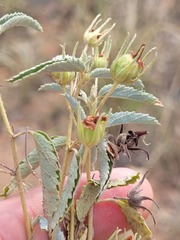 Melhania oblongifolia