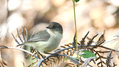 Acanthiza inornata
