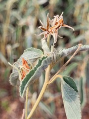 Melhania oblongifolia