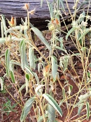 Melhania oblongifolia