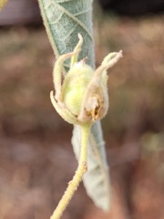 Melhania oblongifolia