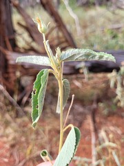 Melhania oblongifolia