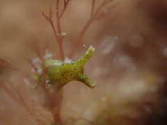 Oxynoe viridis