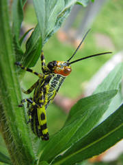 Zoniopoda tarsata