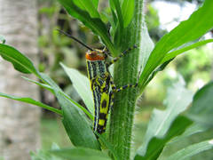 Zoniopoda tarsata