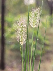 Setaria surgens