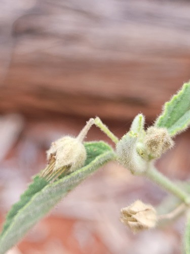 Sida atherophora observed 2022-01-17