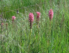 Satyrium hallackii