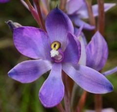 Thelymitra alpina