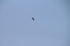 Buteo brachyurus