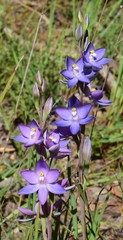 Thelymitra alpina