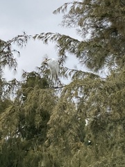 Ardea alba